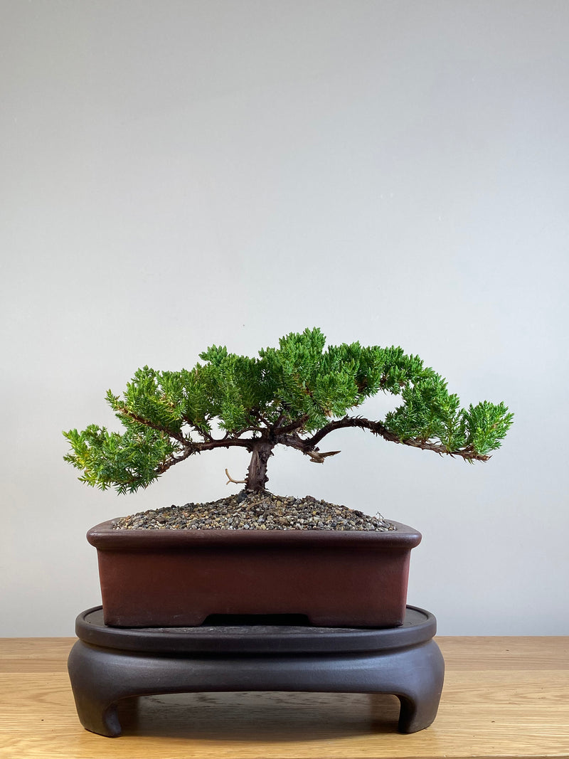 JAPANESE JUNIPER (JJ2101045)