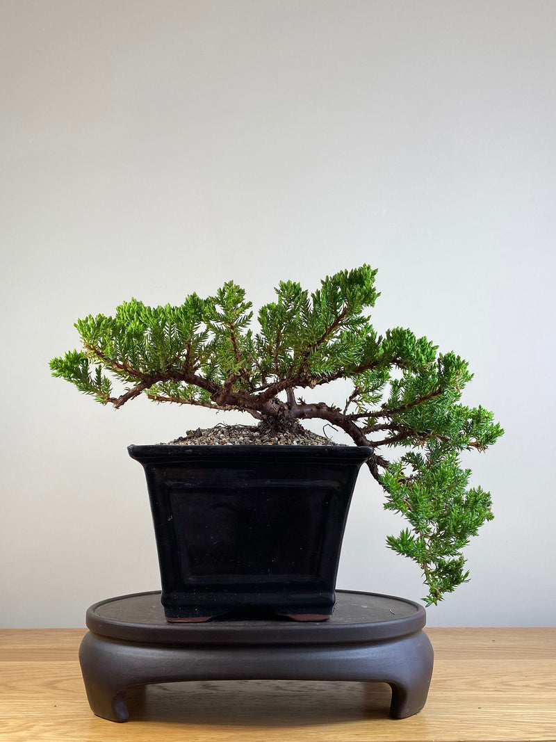 JAPANESE JUNIPER (JJ2101046)