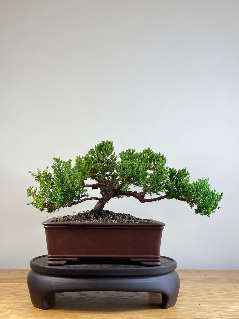 JAPANESE JUNIPER (JJ2101048)