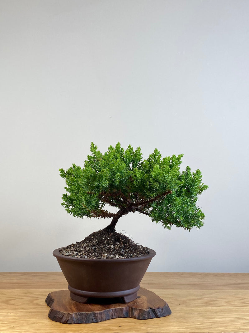 JAPANESE JUNIPER (JJ2101049)