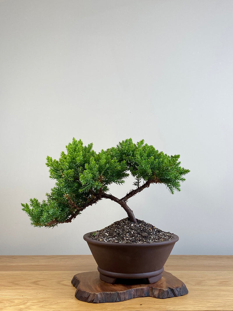 JAPANESE JUNIPER (JJ2101050)