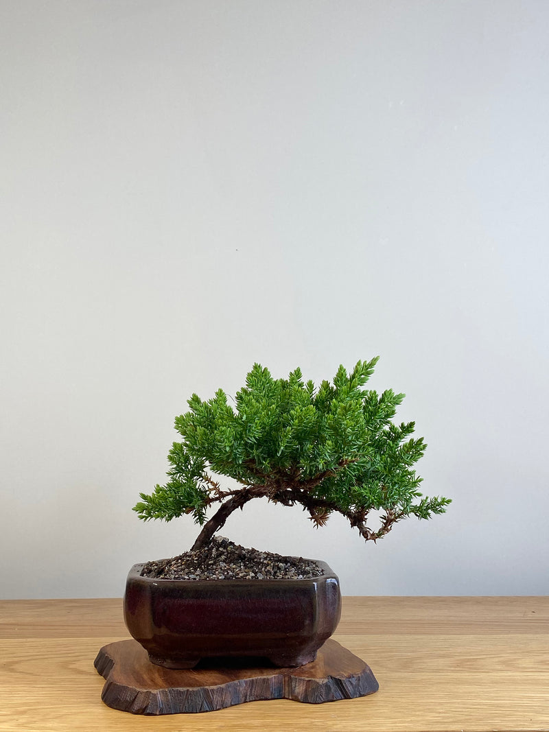 JAPANESE JUNIPER (JJ2101051)