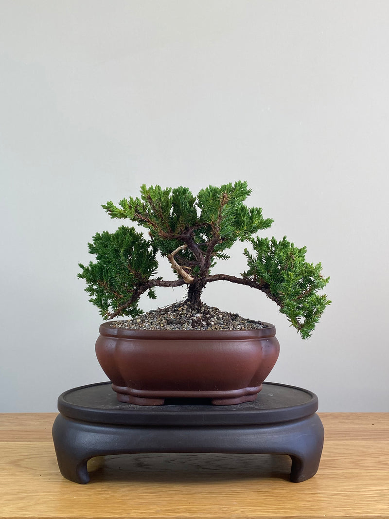 JAPANESE JUNIPER (JJ2102001)