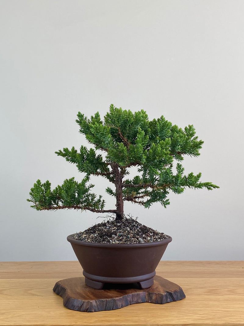 JAPANESE JUNIPER (JJ2102002)