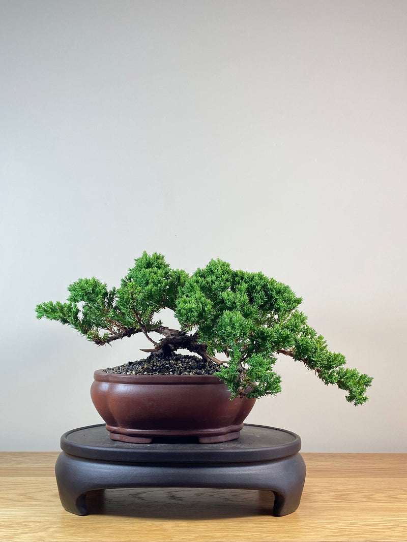 JAPANESE JUNIPER (JJ2102030)