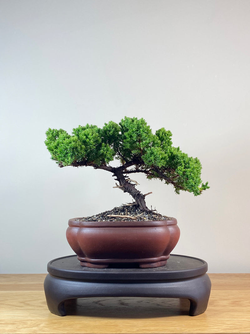 JAPANESE JUNIPER (JJ2102031)