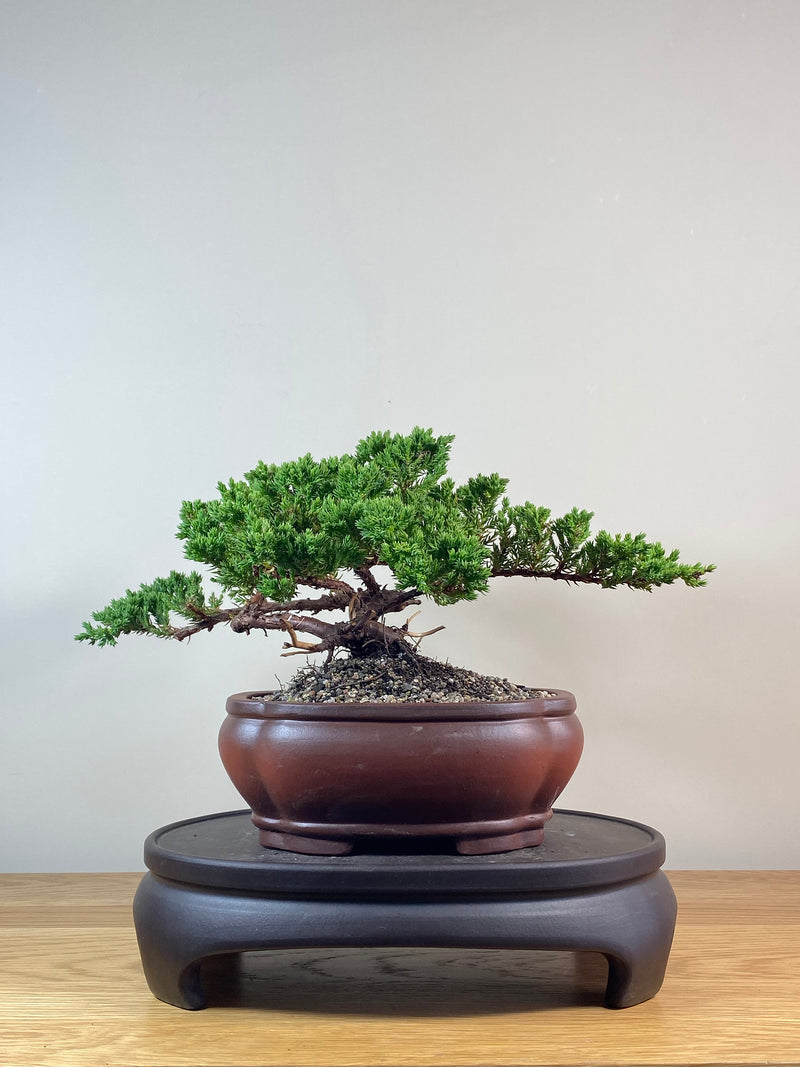 JAPANESE JUNIPER (JJ2102032)