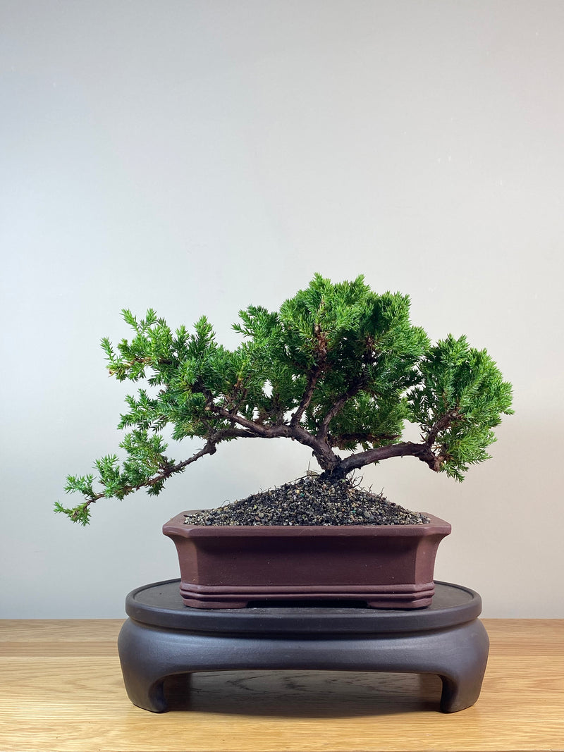 JAPANESE JUNIPER (JJ2102033)
