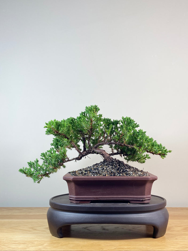 JAPANESE JUNIPER (JJ2102034)
