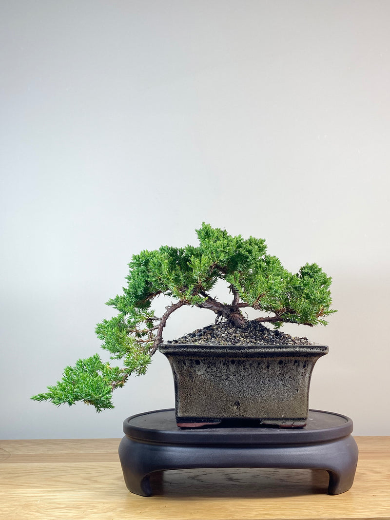 JAPANESE JUNIPER (JJ2102035)