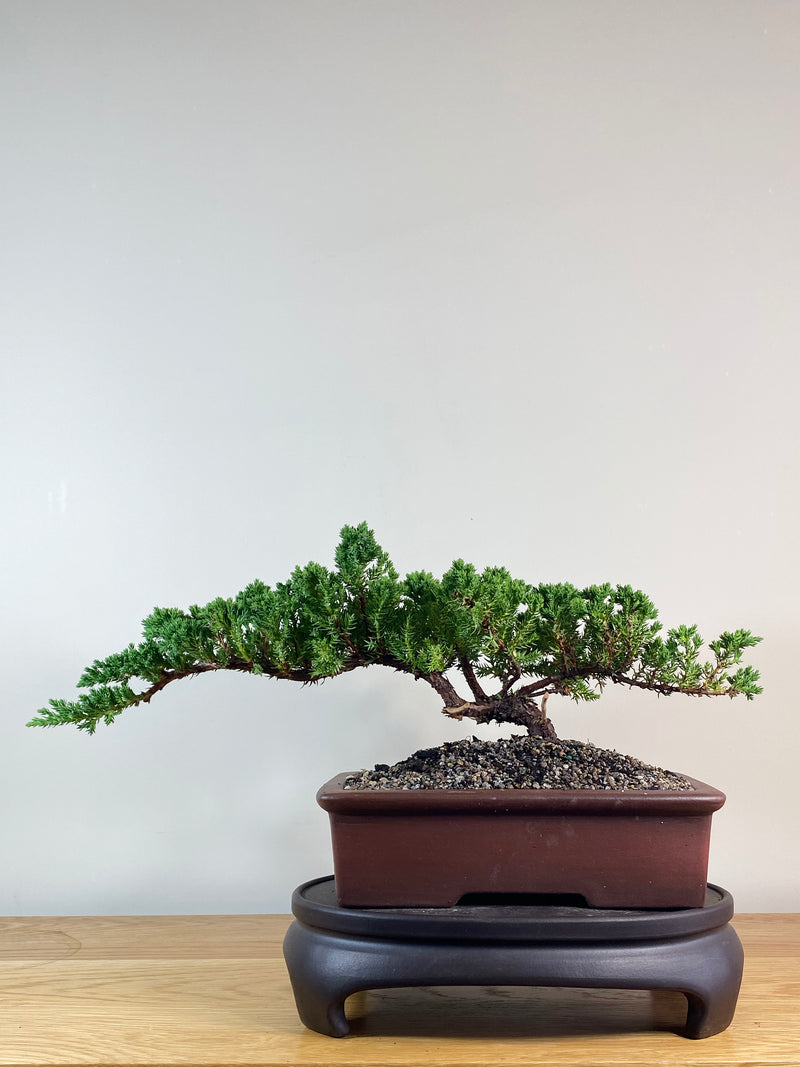 JAPANESE JUNIPER (JJ2102036)