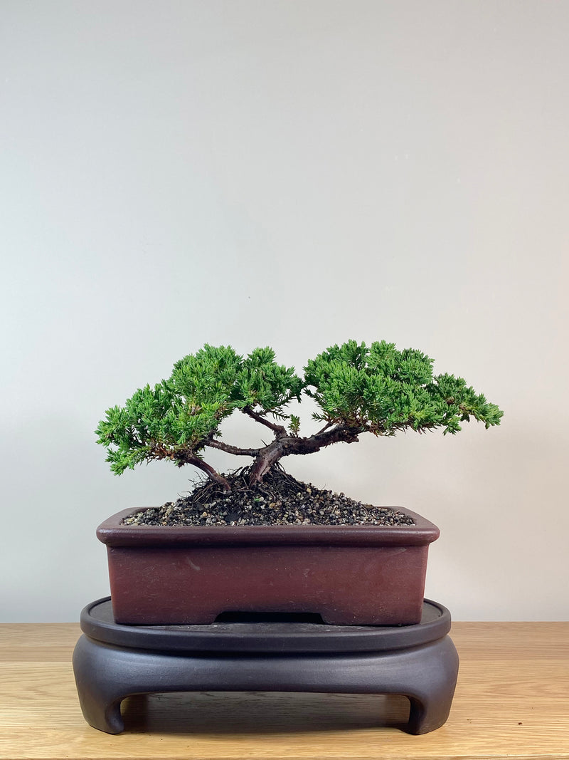 JAPANESE JUNIPER (JJ2102037)