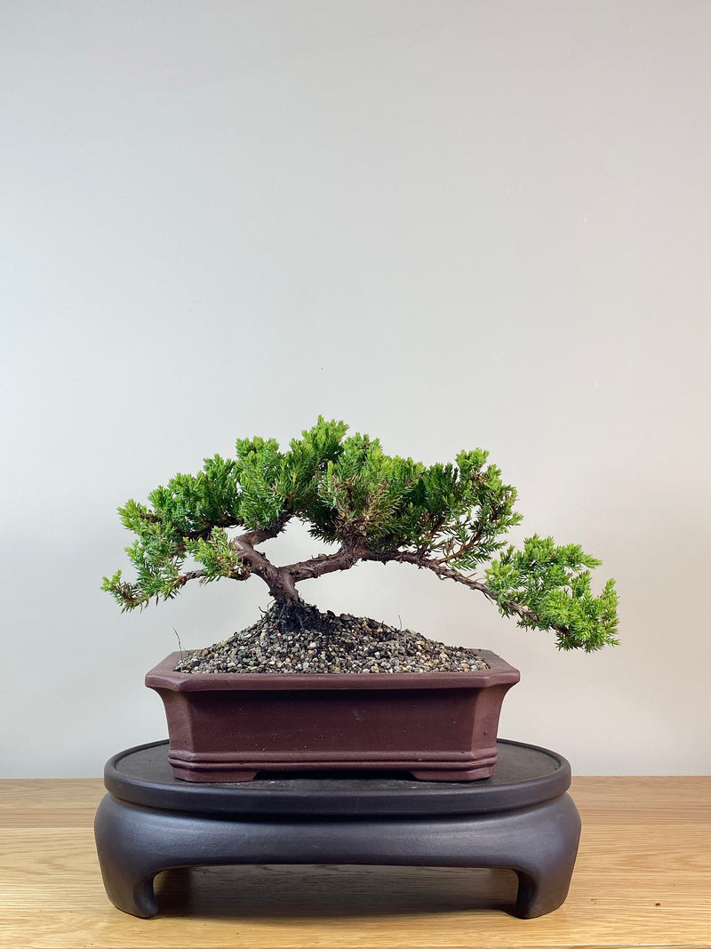 JAPANESE JUNIPER (JJ2102038)