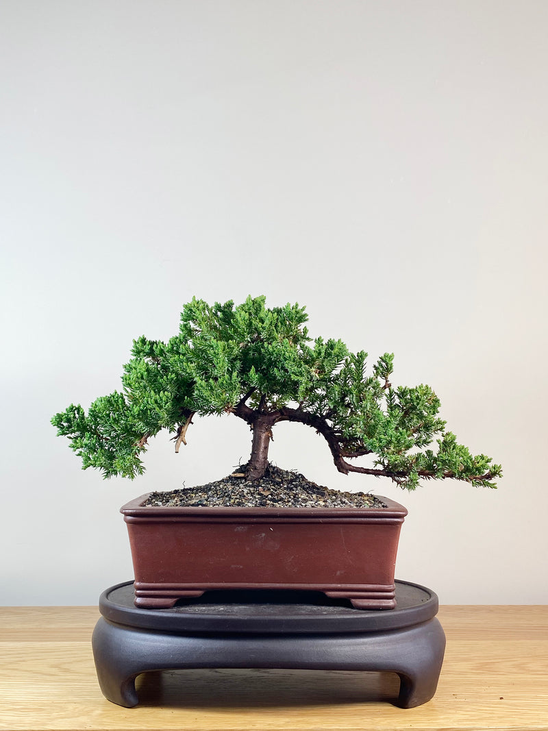 JAPANESE JUNIPER (JJ2102039)