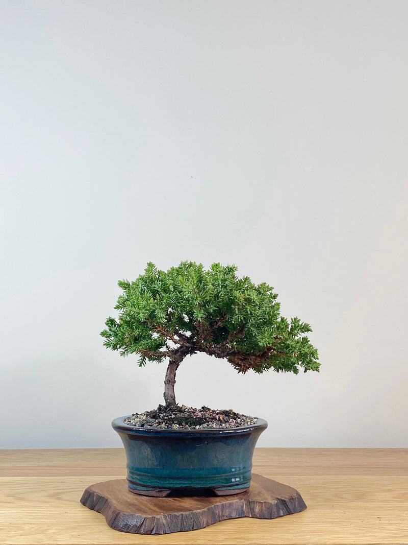 JAPANESE JUNIPER (JJ2102041)