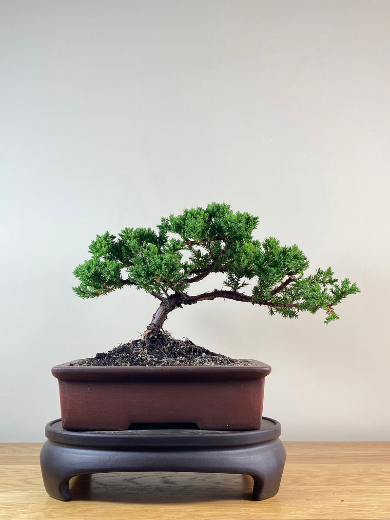 JAPANESE JUNIPER (JJ2102042)