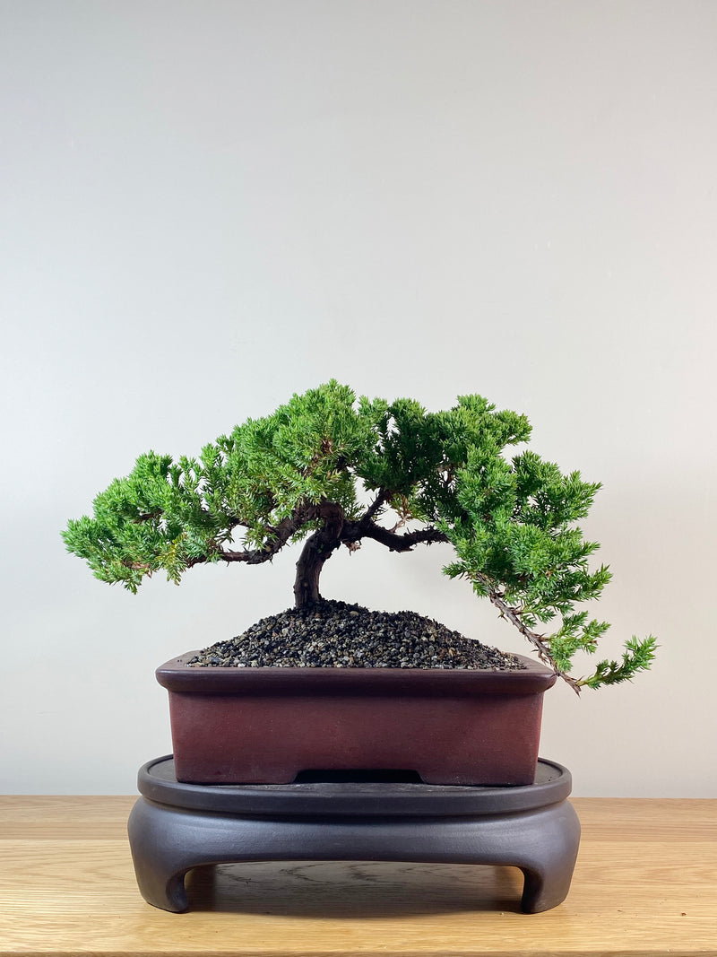 JAPANESE JUNIPER (JJ2102043)