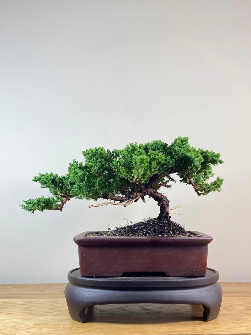 JAPANESE JUNIPER (JJ2102044)