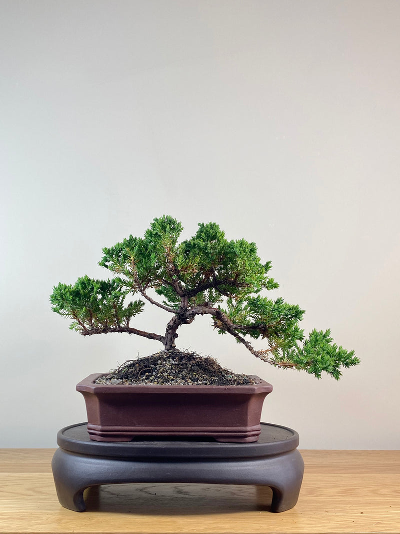 JAPANESE JUNIPER (JJ2102046)