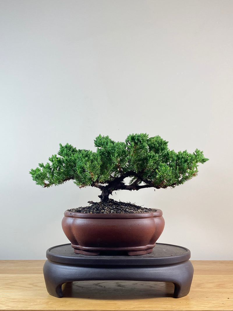 JAPANESE JUNIPER (JJ2102047)
