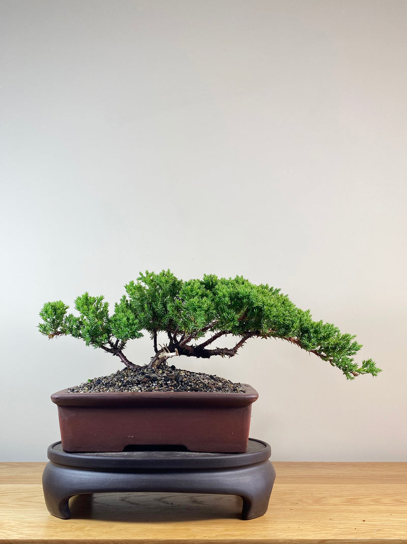 JAPANESE JUNIPER (JJ2102048)