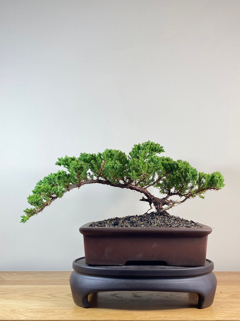 JAPANESE JUNIPER (JJ2102049)