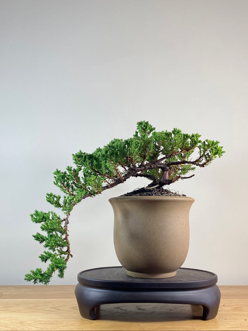 JAPANESE JUNIPER (JJ2102050)