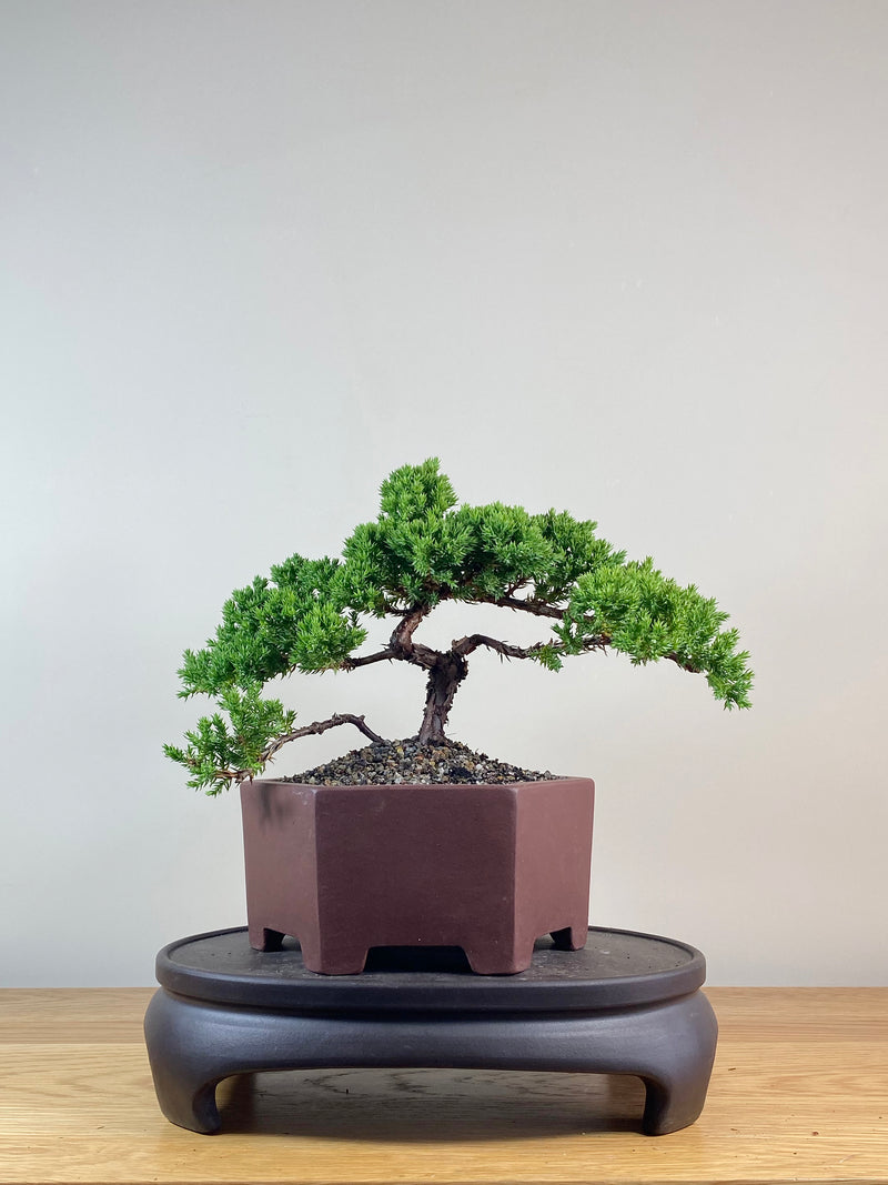 JAPANESE JUNIPER (JJ2102051)