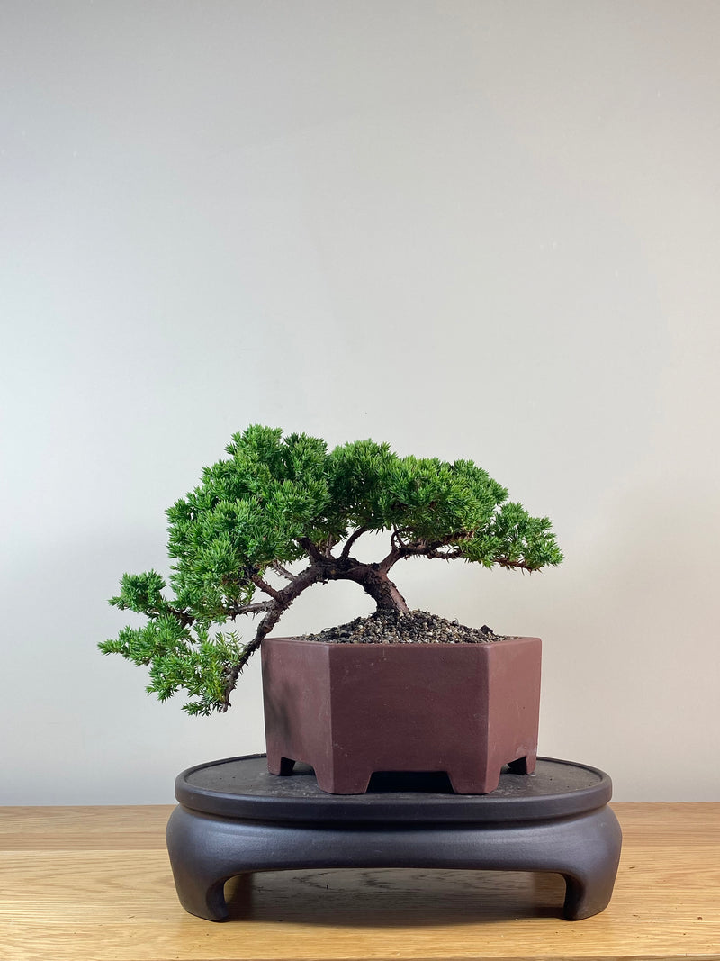 JAPANESE JUNIPER (JJ2102052)