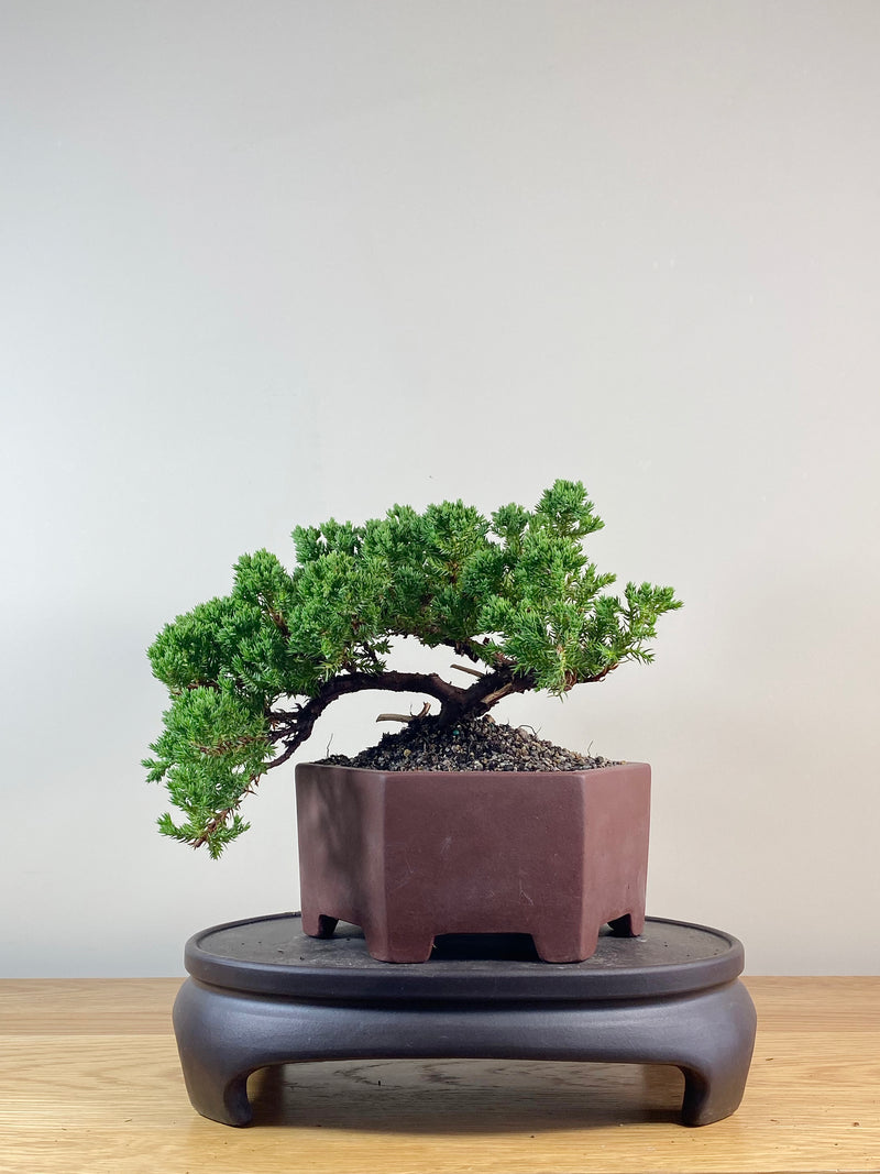 JAPANESE JUNIPER (JJ2102053)