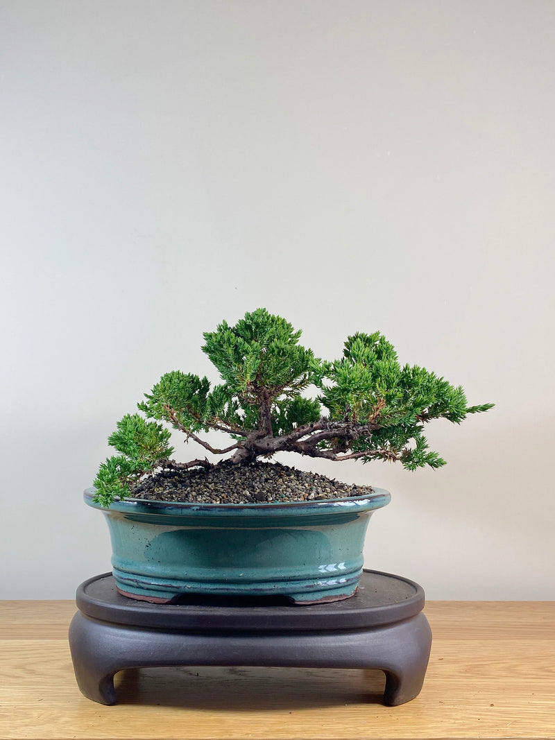 JAPANESE JUNIPER (JJ2102054)