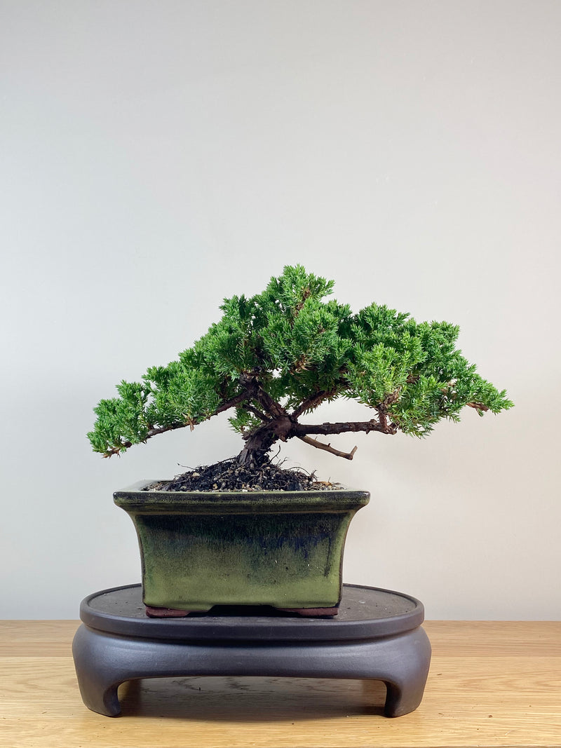 JAPANESE JUNIPER (JJ2102055)