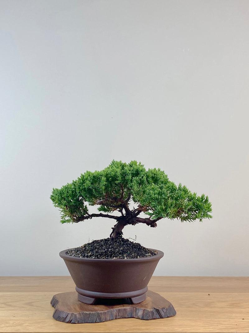JAPANESE JUNIPER (JJ2102056)