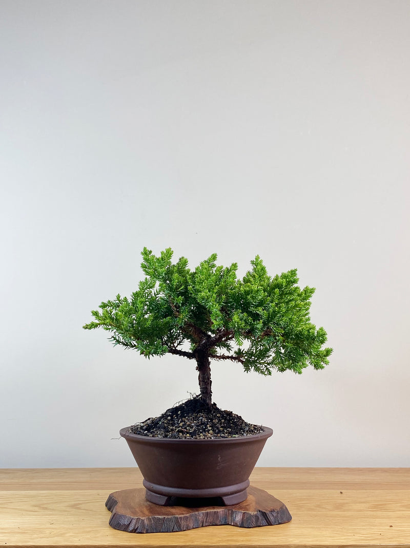 JAPANESE JUNIPER (JJ2102057)
