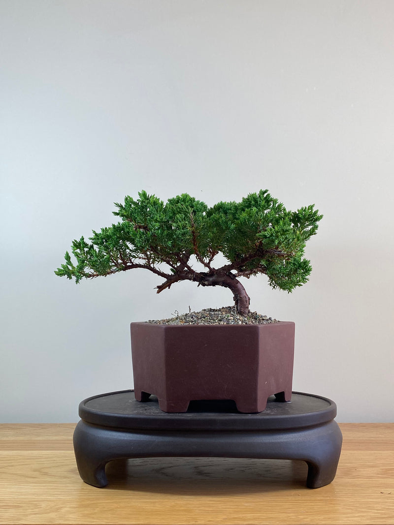 JAPANESE JUNIPER (JJ2102061)