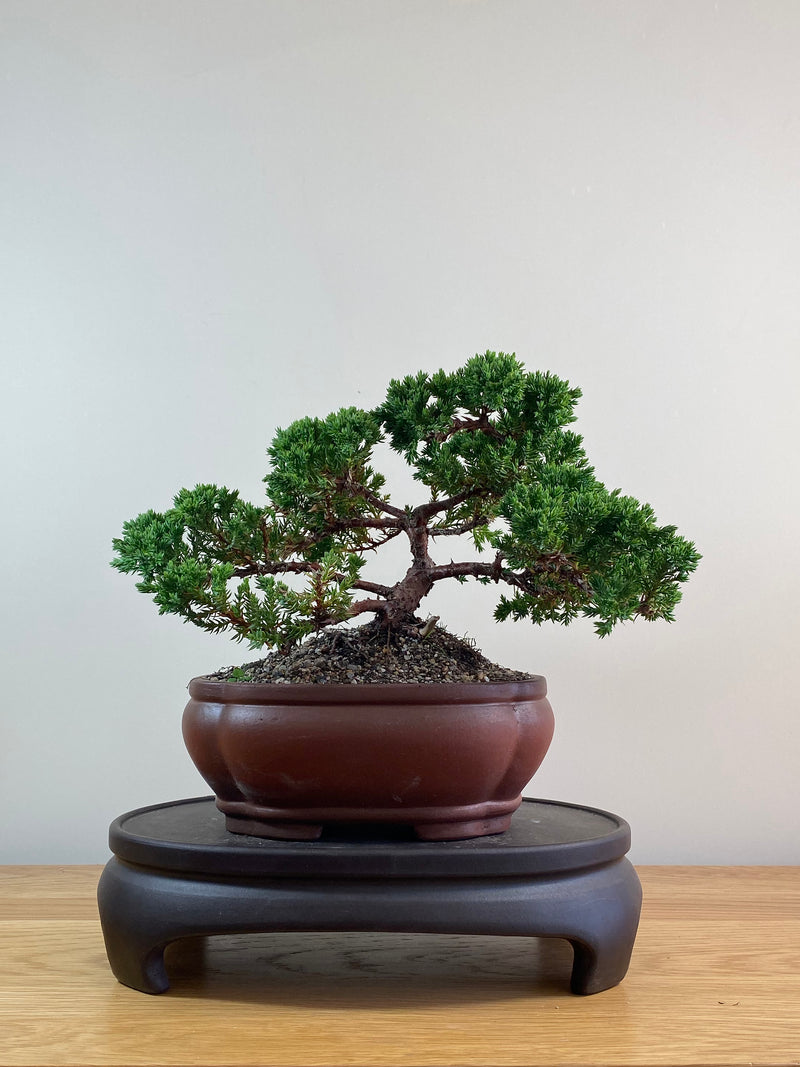 JAPANESE JUNIPER (JJ2102062)
