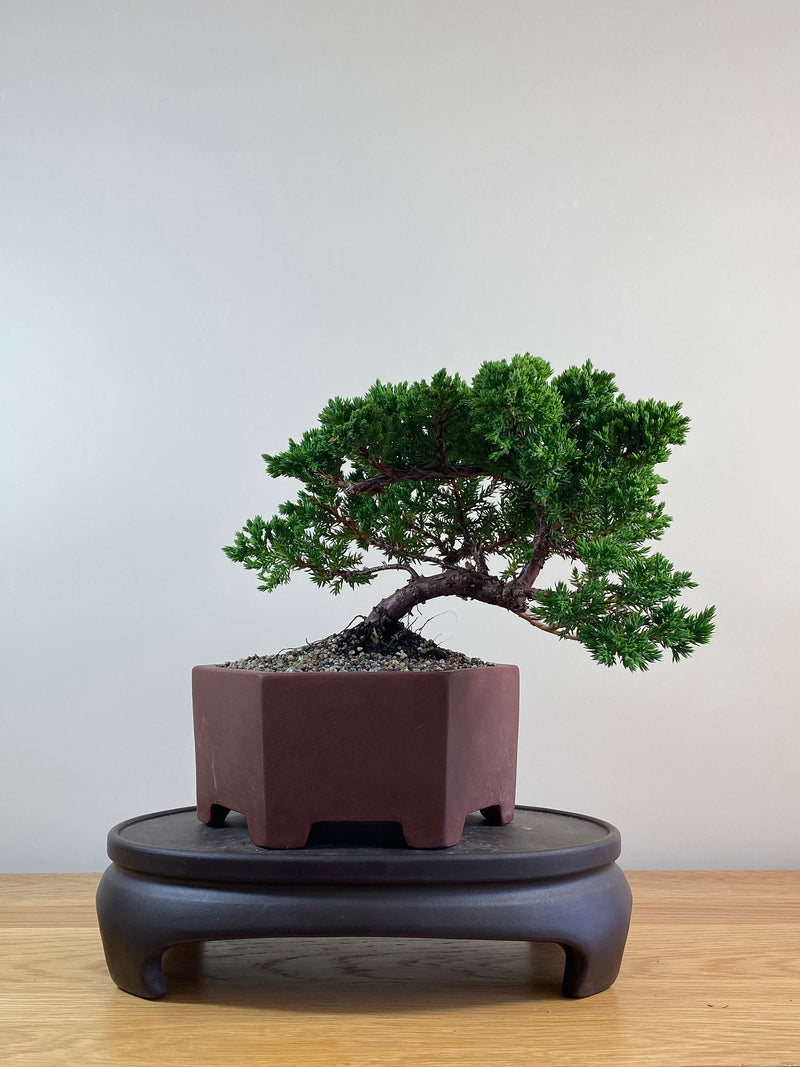 JAPANESE JUNIPER (JJ2102063)