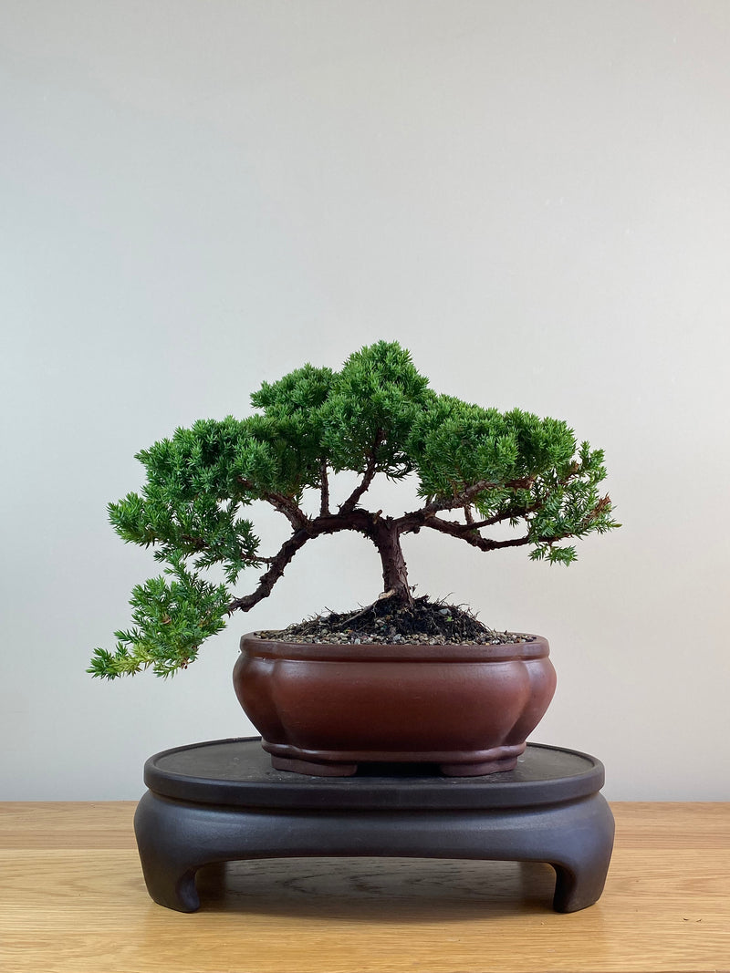 JAPANESE JUNIPER (JJ2102064)