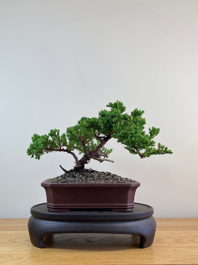 JAPANESE JUNIPER (JJ2102065)