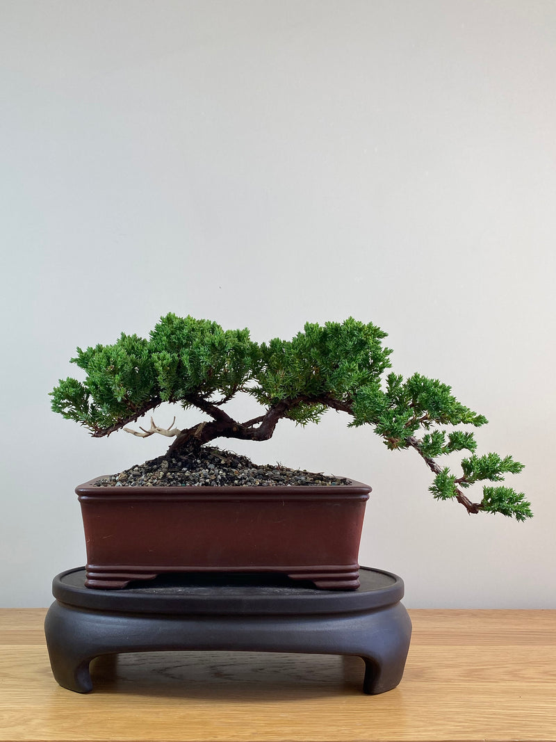JAPANESE JUNIPER (JJ2102066)