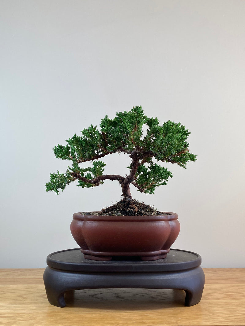 JAPANESE JUNIPER (JJ2102067)