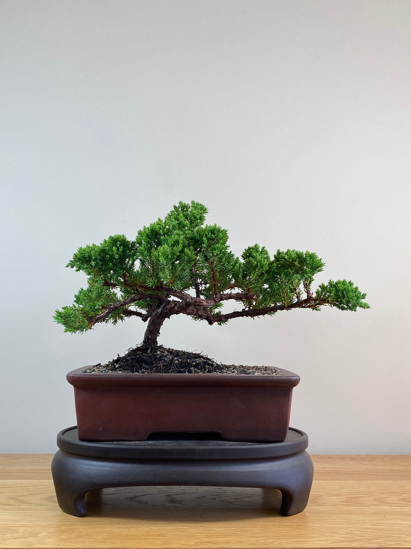 JAPANESE JUNIPER (JJ2102069)