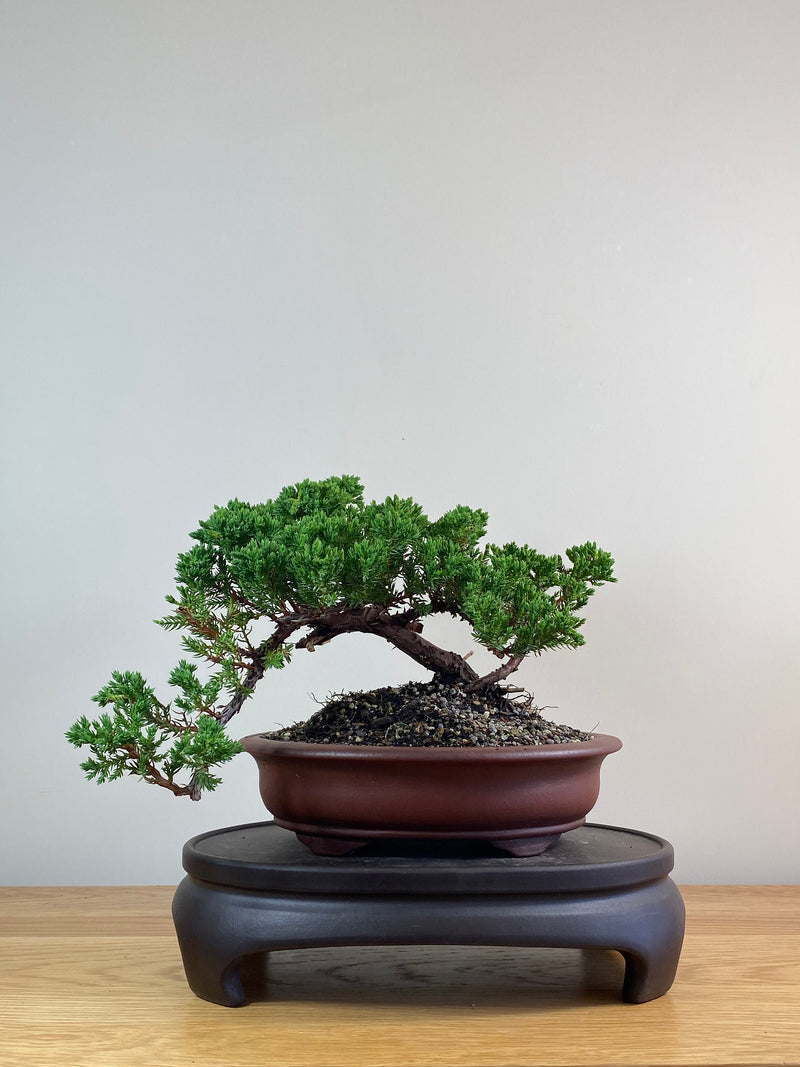 JAPANESE JUNIPER (JJ2102070)