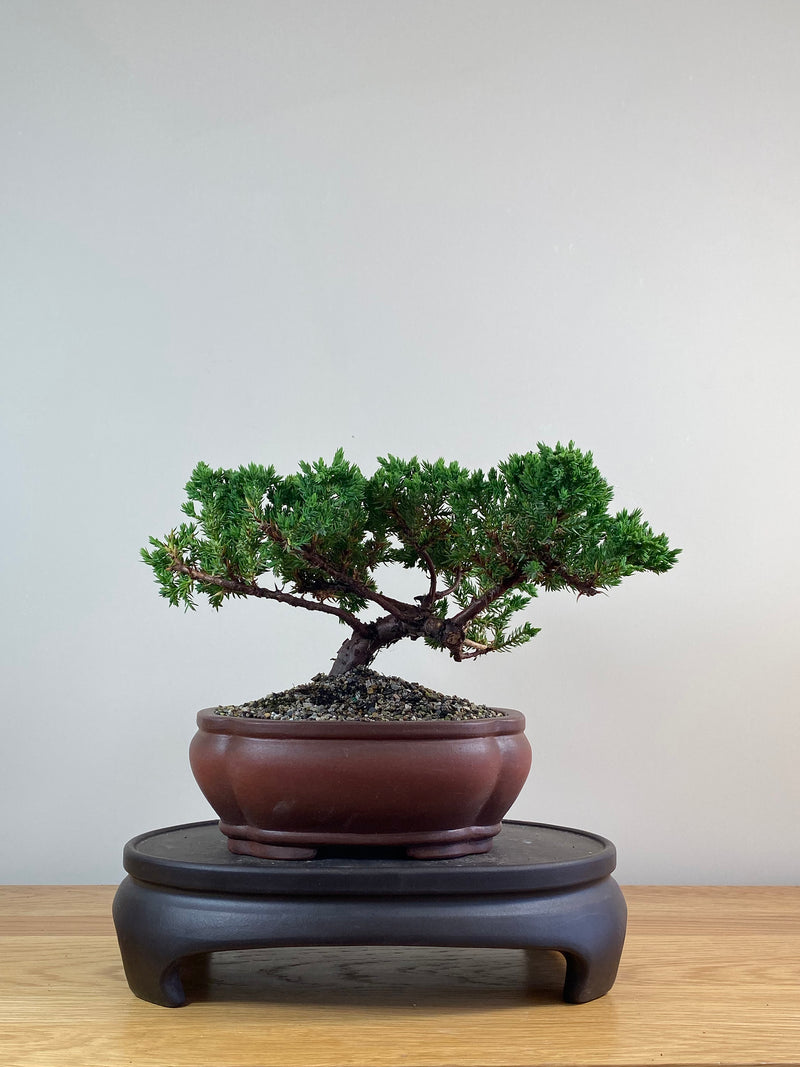 JAPANESE JUNIPER (JJ2102071)