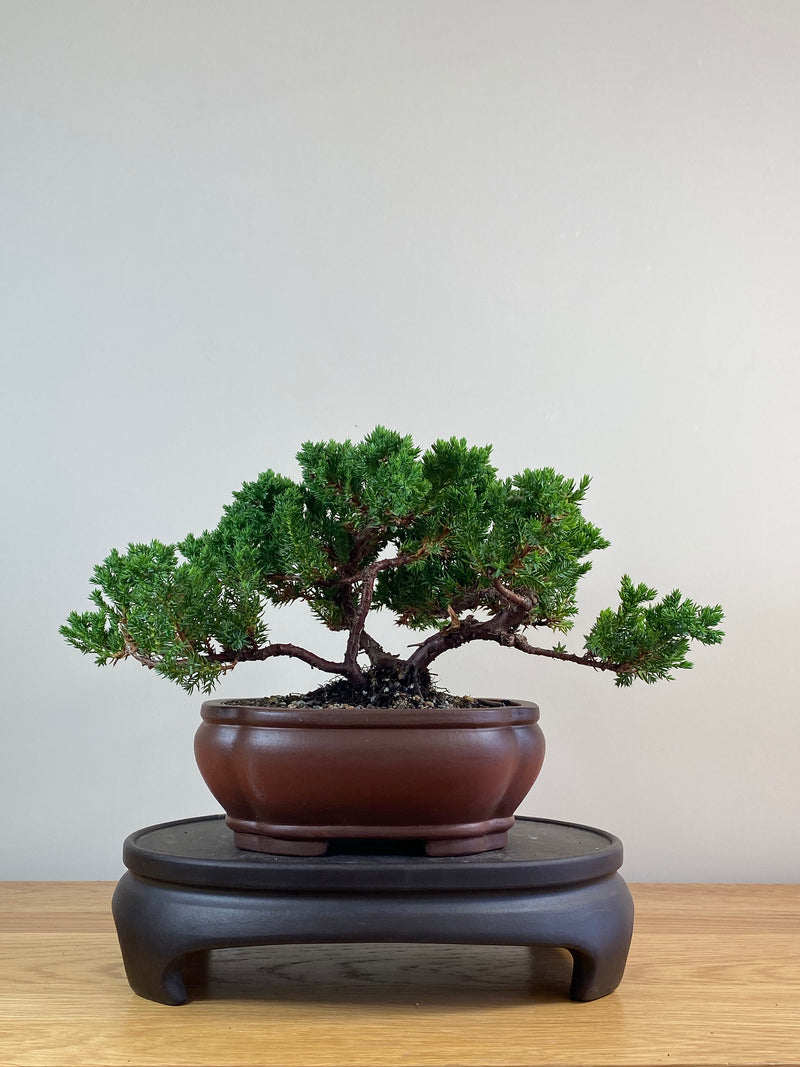 JAPANESE JUNIPER (JJ2102072)
