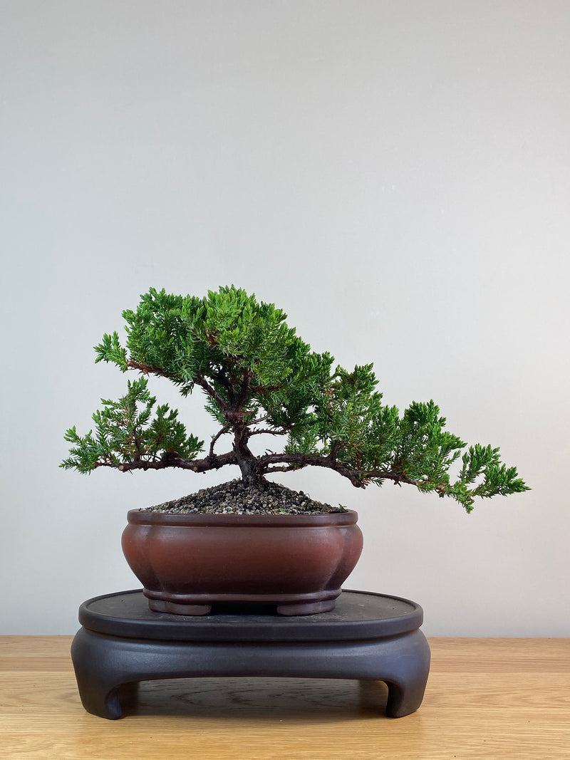 JAPANESE JUNIPER (JJ2102074)