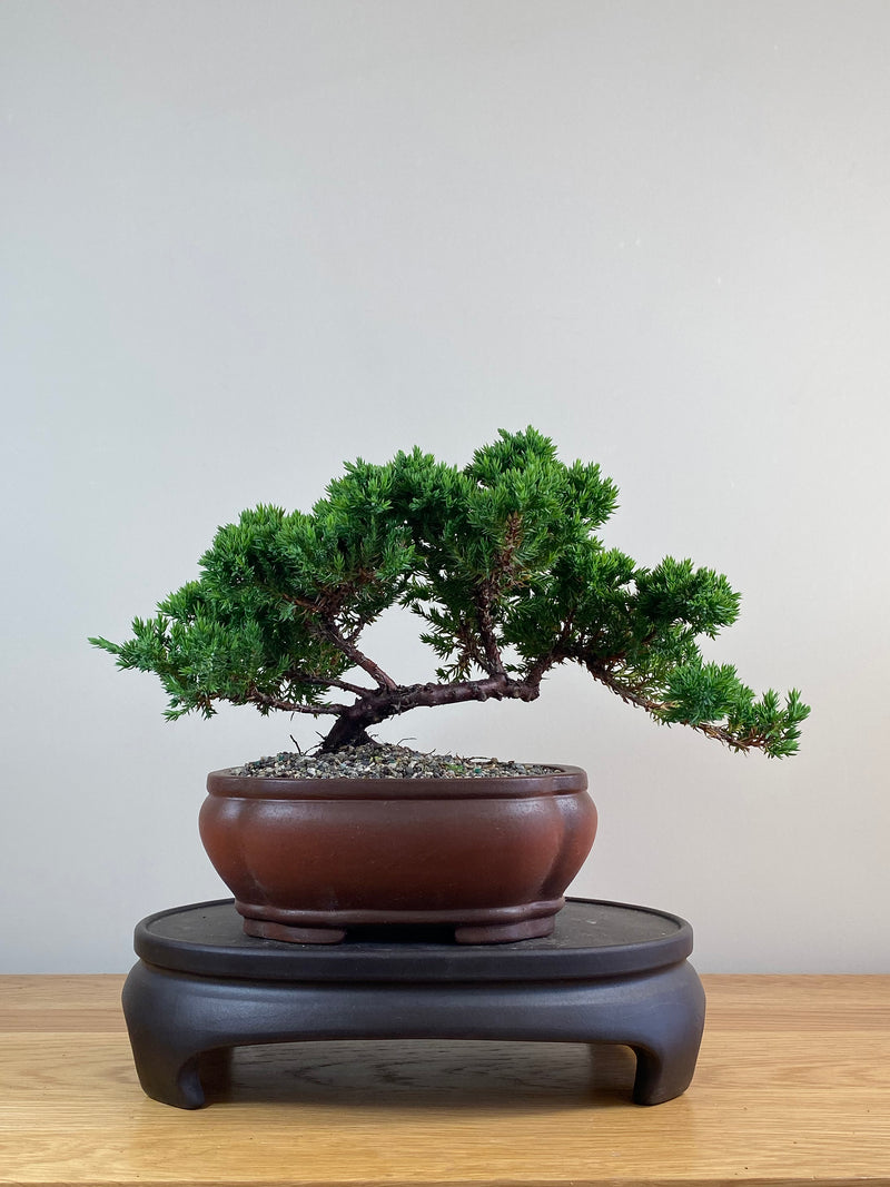 JAPANESE JUNIPER (JJ2102076)