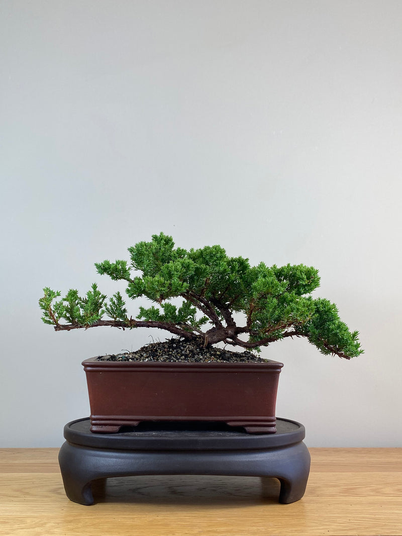 JAPANESE JUNIPER (JJ2102077)