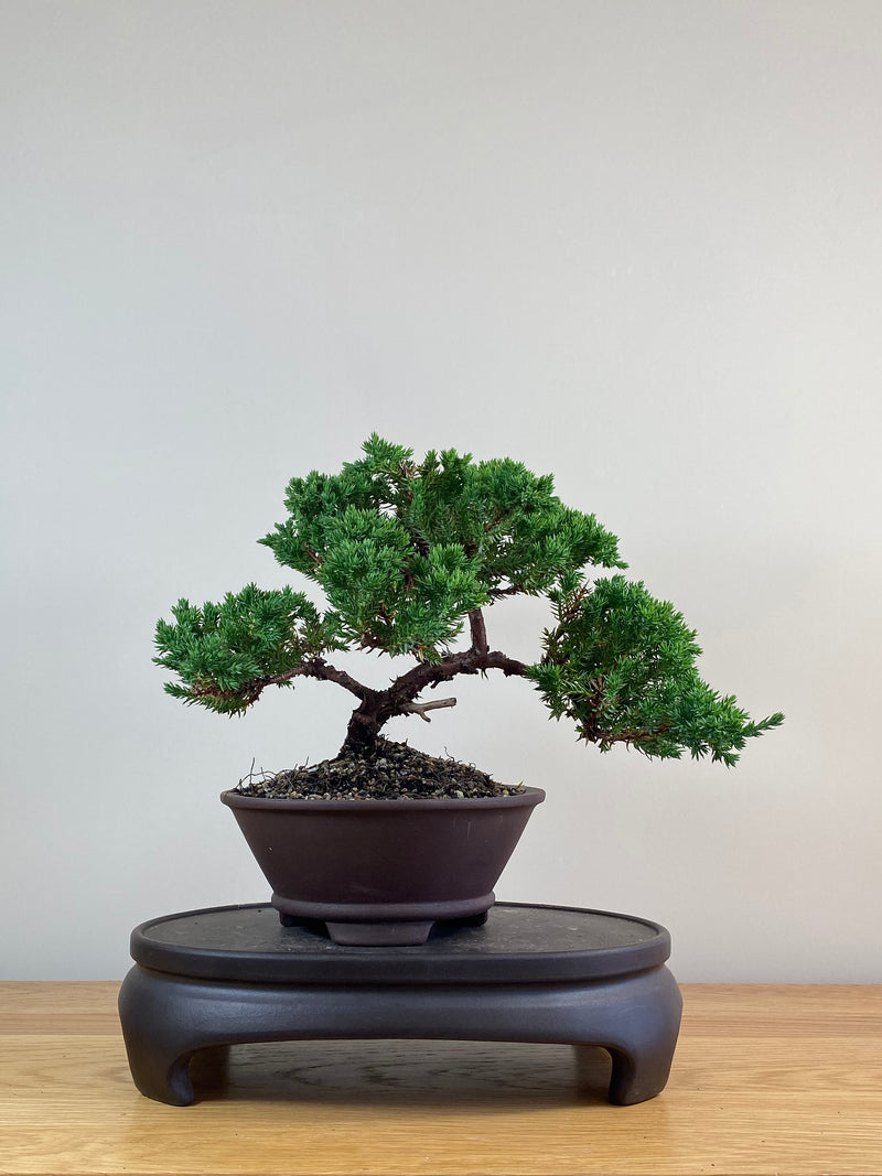 JAPANESE JUNIPER (JJ2102078)