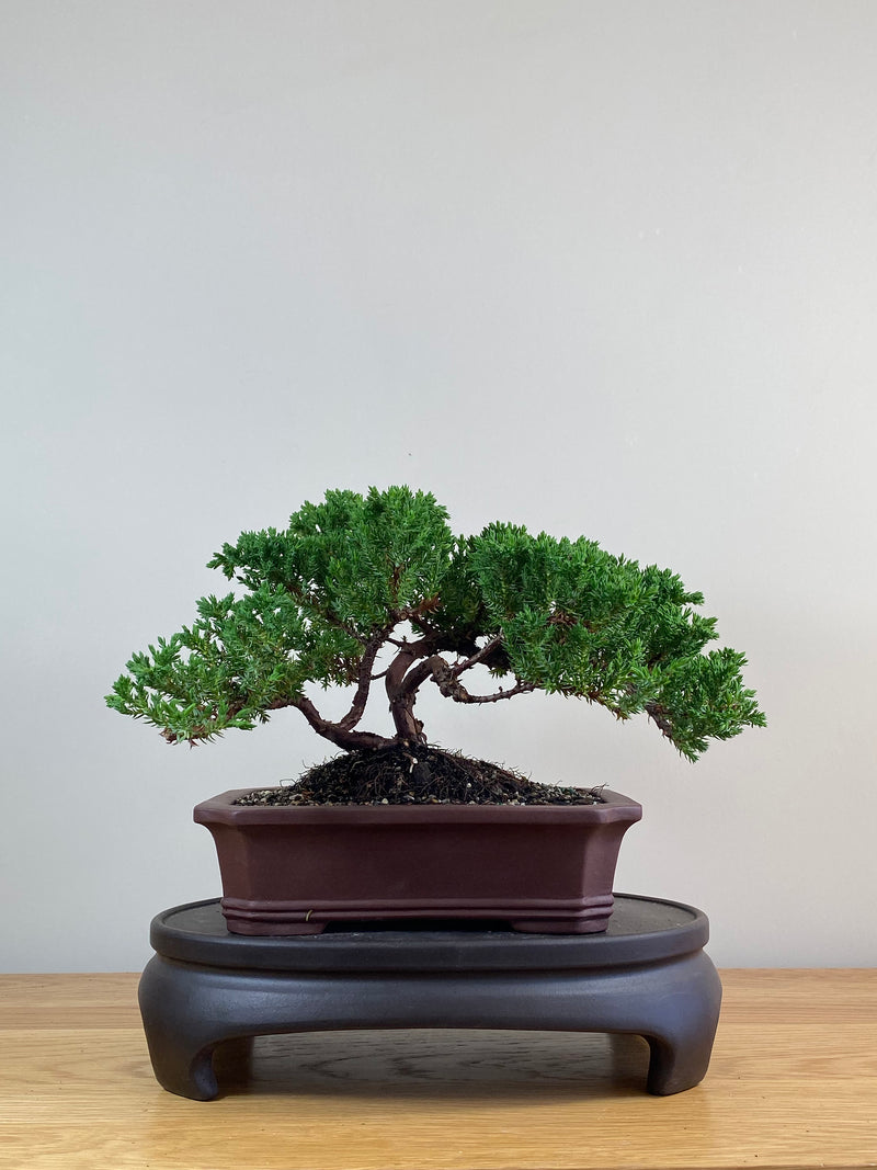 JAPANESE JUNIPER (JJ2102080)